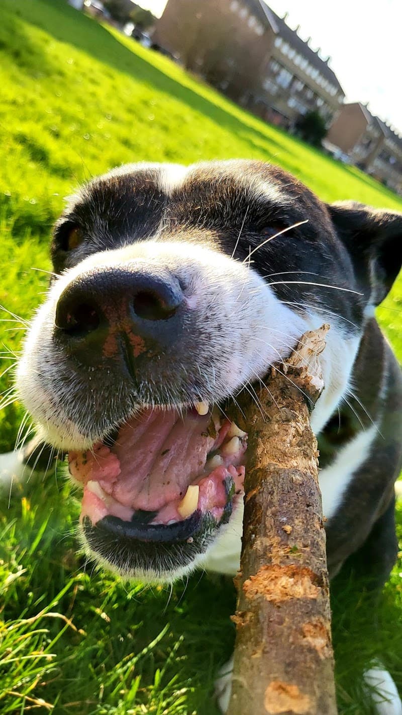 Companion Care - Crayford